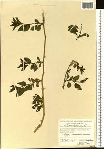 Solanum dulcamara L., Siberia, Central Siberia (S3) (Russia)