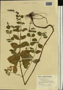 Mentha × dalmatica Tausch, Eastern Europe, North-Western region (E2) (Russia)