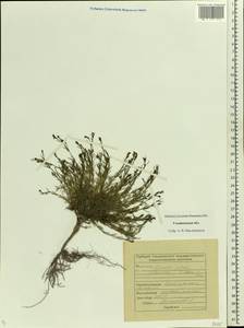 Asperula tephrocarpa Czern. ex Popov & Chrshan., Eastern Europe, Middle Volga region (E8) (Russia)