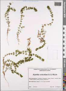 Hydrilla verticillata (L.f.) Royle, Siberia, Western Siberia (S1) (Russia)
