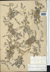 Astragalus contortuplicatus L., Middle Asia, Muyunkumy, Balkhash & Betpak-Dala (M9) (Kazakhstan)