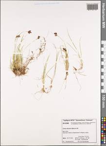 Carex bicolor Bellardi ex All., Siberia, Central Siberia (S3) (Russia)