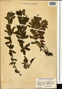 Euphorbia scripta Sommier & Levier, Caucasus, Abkhazia (K4a) (Abkhazia)