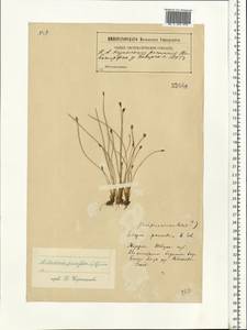 Eleocharis quinqueflora (Hartmann) O.Schwarz, Eastern Europe, North-Western region (E2) (Russia)