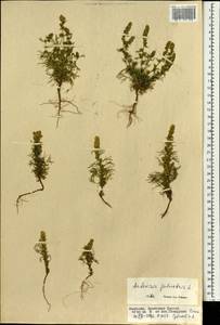 Artemisia palustris L., Mongolia (MONG) (Mongolia)