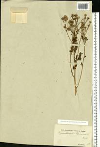 Tanacetum parthenium (L.) Sch. Bip., Eastern Europe, Estonia (E2c) (Estonia)