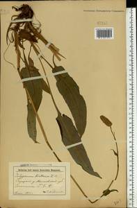 Bistorta officinalis subsp. officinalis, Eastern Europe, Belarus (E3a) (Belarus)