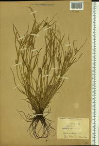 Carex secalina Willd. ex Wahlenb., Siberia, Baikal & Transbaikal region (S4) (Russia)
