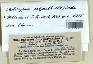 Chiloscyphus polyanthos (L.) Corda, Bryophytes, Bryophytes - Western Europe (BEu) (Denmark)