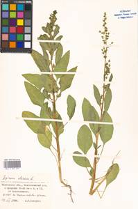 Spinacia oleracea, Eastern Europe, Moscow region (E4a) (Russia)