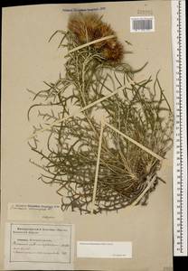 Ptilostemon echinocephalus (Willd.) Greuter, Caucasus, Stavropol Krai, Karachay-Cherkessia & Kabardino-Balkaria (K1b) (Russia)