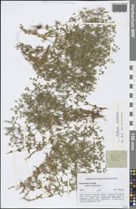 Mesostemma dichotomum (L.) Arabi, Rabeler & Zarre, Siberia, Altai & Sayany Mountains (S2) (Russia)