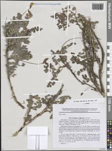 Calophaca wolgarica (L.f.) Pall. ex Fisch., Eastern Europe, Lower Volga region (E9) (Russia)