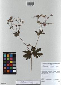 KUZ 000 281, Geranium albiflorum Ledeb., Siberia, Altai & Sayany Mountains (S2) (Russia)