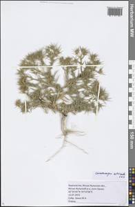 Ceratocarpus arenarius L., Middle Asia, Northern & Central Tian Shan (M4) (Kyrgyzstan)