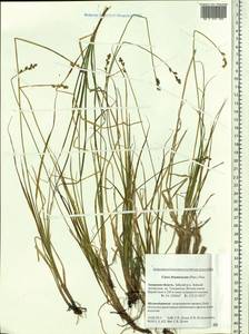 Carex brunnescens (Pers.) Poir., Siberia, Russian Far East (S6) (Russia)