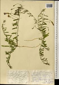 Convolvulus arvensis L., Mongolia (MONG) (Mongolia)