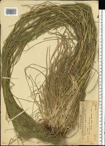 Deschampsia cespitosa (L.) P.Beauv., Eastern Europe, West Ukrainian region (E13) (Ukraine)