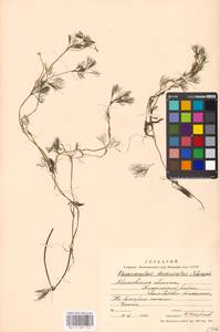 Ranunculus trichophyllus Chaix, Eastern Europe, Moscow region (E4a) (Russia)