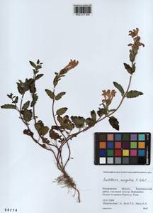 Scutellaria mongolica Sobolevsk., Siberia, Altai & Sayany Mountains (S2) (Russia)