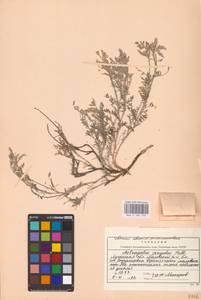 Astragalus varius S.G.Gmel., Eastern Europe, North Ukrainian region (E11) (Ukraine)