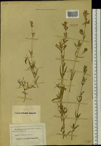 Silene repens Patrin, Siberia (no precise locality) (S0) (Russia)