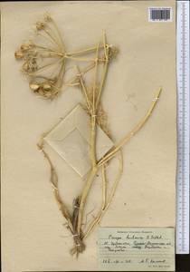 Prangos bucharica B.Fedtsch., Middle Asia, Pamir & Pamiro-Alai (M2) (Uzbekistan)