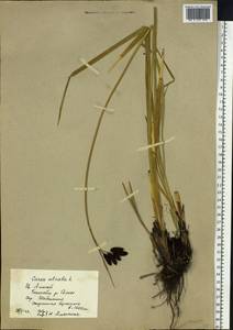 Carex caucasica subsp. caucasica, Siberia, Altai & Sayany Mountains (S2) (Russia)