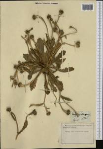 Hedypnois rhagadioloides subsp. tubaeformis (Ten.) Hayek, Western Europe (EUR) (France)