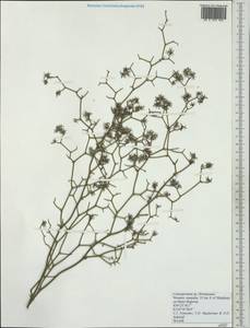 Conospermum, Australia & Oceania (AUSTR) (Australia)