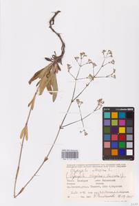 Gypsophila altissima L., Eastern Europe, Eastern region (E10) (Russia)