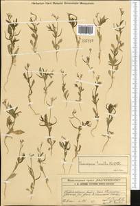 Chorispora tenella (Pall.) DC., Middle Asia, Western Tian Shan & Karatau (M3) (Kazakhstan)