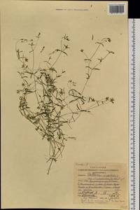 Mesostemma dichotomum (L.) Arabi, Rabeler & Zarre, Siberia, Altai & Sayany Mountains (S2) (Russia)