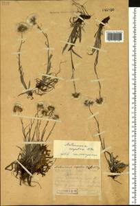 Antennaria lanata (Hook.) Greene, Siberia, Western Siberia (S1) (Russia)