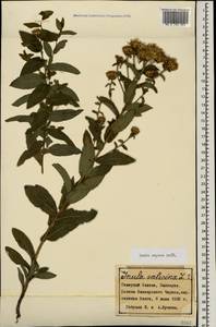 Pentanema salicinum subsp. asperum (Poir.) Mosyakin, Caucasus, Stavropol Krai, Karachay-Cherkessia & Kabardino-Balkaria (K1b) (Russia)