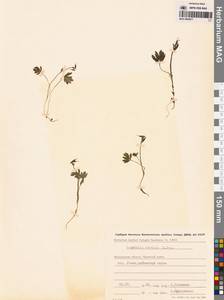 Corydalis arctica Popov, Siberia, Chukotka & Kamchatka (S7) (Russia)