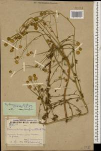 Tripleurospermum disciforme (C. A. Mey.) Sch. Bip., Caucasus, Armenia (K5) (Armenia)