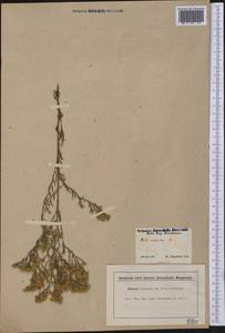 Symphyotrichum ericoides (L.) G. L. Nesom, America (AMER) (United States)
