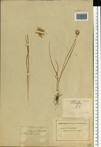 Allium schoenoprasum L., Eastern Europe, Middle Volga region (E8) (Russia)