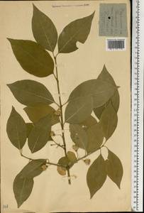 Euonymus europaeus L., Eastern Europe, North Ukrainian region (E11) (Ukraine)