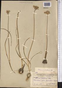 Allium rubellum M.Bieb., Middle Asia, Caspian Ustyurt & Northern Aralia (M8) (Kazakhstan)