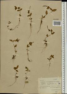 Epilobium anagallidifolium Lam., Eastern Europe, Northern region (E1) (Russia)