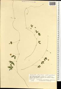 Potentilla flagellaris Willd. ex Schltdl., Mongolia (MONG) (Mongolia)