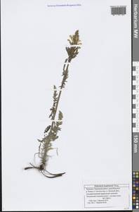 Pedicularis kaufmannii Pinzger, Eastern Europe, Middle Volga region (E8) (Russia)