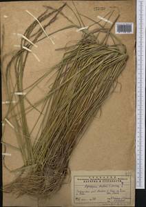 Elymus drobovii (Nevski) Tzvelev, Middle Asia, Pamir & Pamiro-Alai (M2)