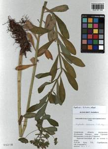 KUZ 001 546, Euphorbia pilosa L., Siberia, Altai & Sayany Mountains (S2) (Russia)