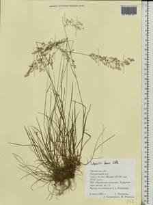 Agrostis capillaris L., Eastern Europe, Central forest-and-steppe region (E6) (Russia)