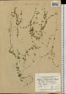 Galium dahuricum Turcz. ex Ledeb., Siberia, Yakutia (S5) (Russia)