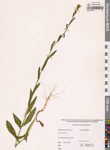 Camelina microcarpa Andrz. ex DC., Siberia, Chukotka & Kamchatka (S7) (Russia)