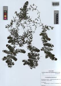 KUZ 003 818, Ceratophyllum demersum L., Siberia, Altai & Sayany Mountains (S2) (Russia)